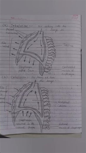 Inhalation & exhalation diagrams ✨ human respiratory system diagram 🫁🌟science 🔥🫁