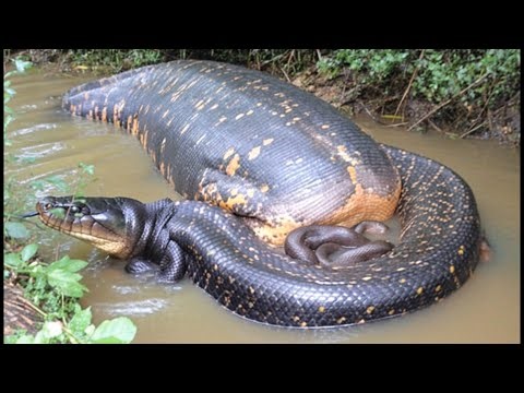 The Incredible Size of This Giant Snake Will Surprise You
