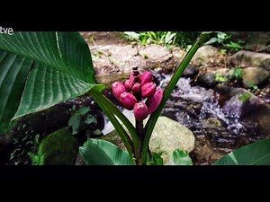 MUSA PARADISÍACA, LA APASIONANTE HISTORIA DEL PLÁTANO | Documental Tve