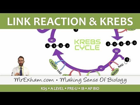 Cellular Respiration - Link Reaction and Krebs - Post 16 Biology (A Level, Pre-U, IB, AP Bio)