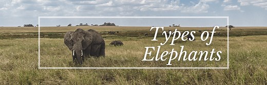 The 6 Different Types of Elephants   Facts, Photos, & Identification
