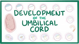 Development of the umbilical cord: Video, Causes, & Meaning | Osmosis
