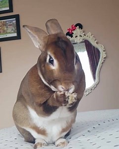 Bath time 󾔅 | Reuben the Rex rabbit