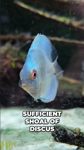RARE Blue Discus Fish! Get Yours Before They're GONE!