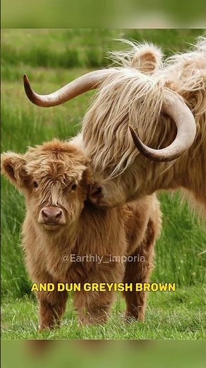 Highland Cattle / the fluffiest cow