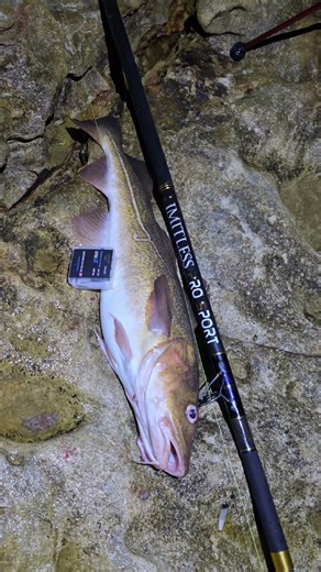 Sea Fishing for cod #fishing #sea #seafishing #uk