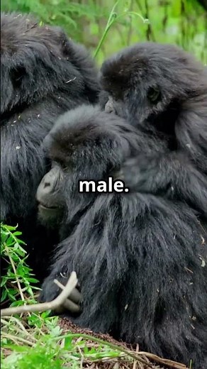 Gorilla Behavior Wild and Free!