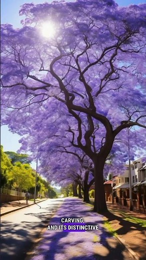 What are Jacaranda Trees: Nature's Lavish Purple-Blue Flowering Showstopper