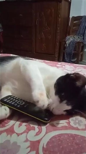 How does cat use phone #cat #catbehavior #catloves