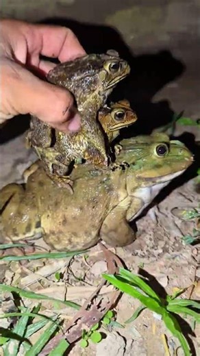 Two Toad on Bullfrog Big Big Funny | catch frogs funny for laugh hahaha