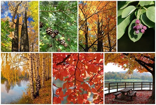 12 Different Types of Pennsylvania Native Trees