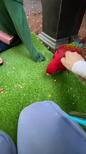 9.7K views · 3.6K reactions | We have had such a big day.. my long time friend came for lunch.. and to snuggle her Matilda☺️☺️ We had a young local child who loves macaws but not been up close and personal with one.. well he did today .. vid to follow !☺️☺️ | Macaws And More | Facebook