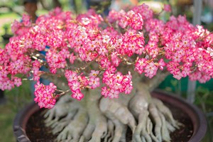 Instructions for Spectracide Malathion Insect Spray Concentrate