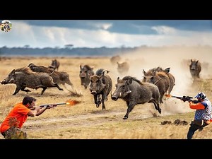 How Arizona Farmers Take Down Feral Hogs That Were Destroying Their Farms? - Wild Boar Hunting Trip