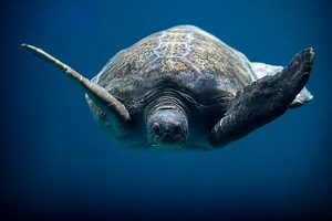 Green turtle | Monterey Bay Aquarium