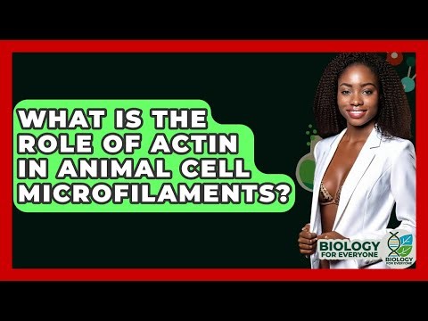 What Is The Role Of Actin In Animal Cell Microfilaments? - Biology For Everyone