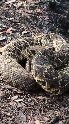 The Eastern Diamondback: Largest Rattlesnake On Earth