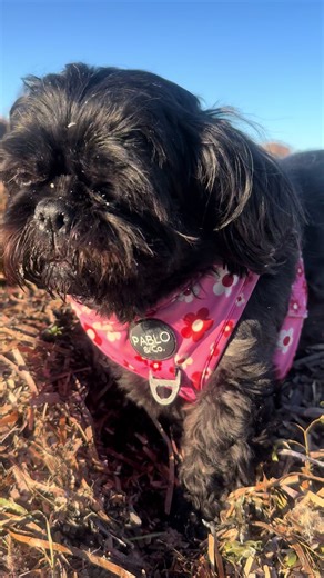 lily_holly_evie_olive on TikTok