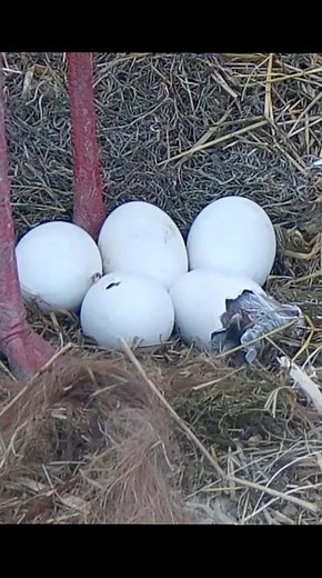🎉 Egg hatched, Welcome in world baby 🐣 #nest #nature #egg #storks #whitestork #shorts #storknest