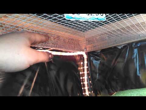 How to Build an Iguana Cage
