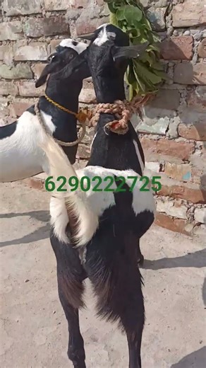 #ytviralshorts #beautifullgoats #forsale6290222725 #livestockfarm #shibpurhowrah #mahshallah 🧿❤️🧿❤️