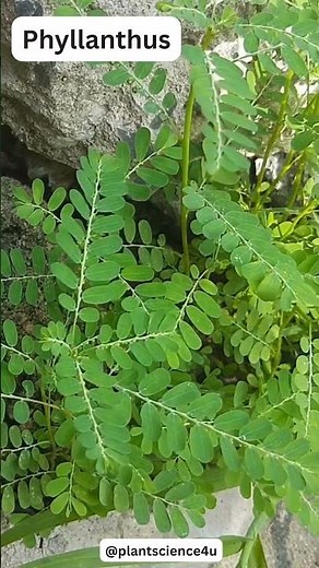 10 Medicinal Plants || Medicinal plants name || Scientific Names