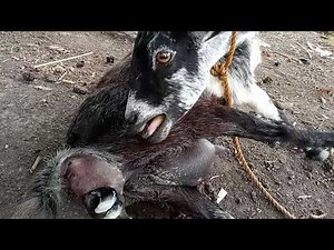 Mother Goat giving birth. Amazing!