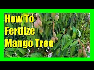 How to Fertilize a Mango Tree | Homemade Fertilizer for Mango Trees