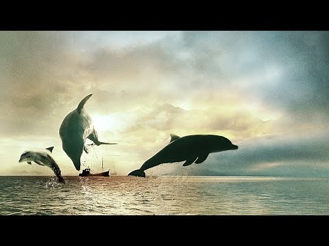 The Cove (2009) Official Trailer