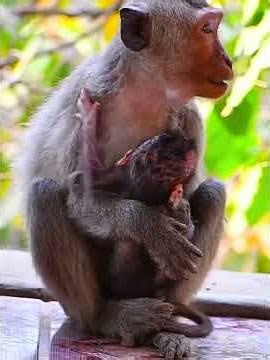 Tiny Mommy With Lovely Baby #babymonkeys #entertaininganimals #animals