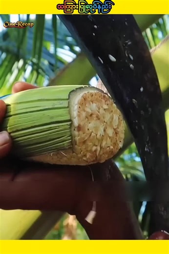 How to Make Sugar: A Step-by-Step Guide