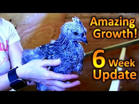 How to Hatch Chicken Eggs (Part 8) Six Weeks of Growth on Our Baby Chicks