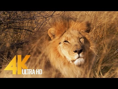 Lions in 4K 10 bit color - African Wild Animals - 5 HRS