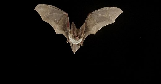 Top 10 Bat Facts