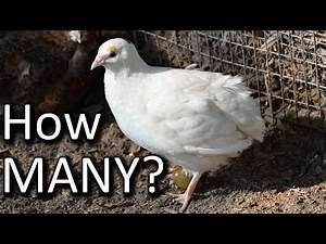 How Many Quail Do I need to Keep For Eating & Breeding