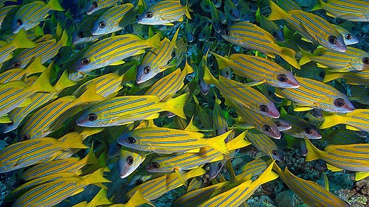 BSc (Hons) Marine Biology