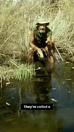 Cherubin Prawns: A Delicious Bush Food Delight