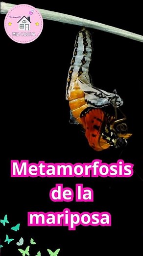 La metamorfosis de la mariposa - Contenidos educativos 🐛🦋