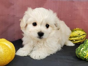 Havapoo Puppies for Adoption - Midnight Acres Kennel
