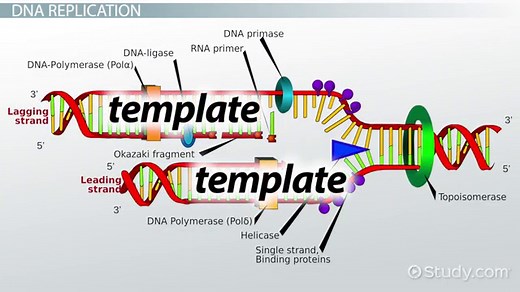 Primase | Definition, Types & Function