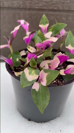 Blushing Bride House Plant Blushing Pink In Winter #houseplants #indoorplants #shorts