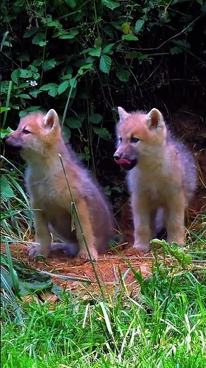 Arctic Wolf Pups Play at Den | Rare White Wolf Babies in Action