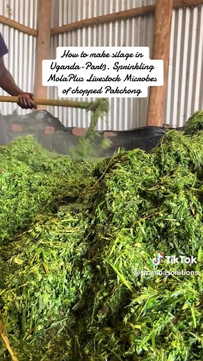 How to Make Silage for Cows, Goats & Sheep in Uganda