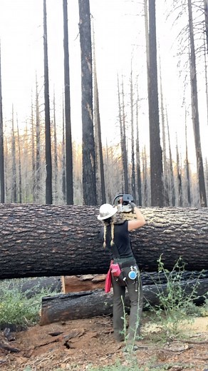 Piper Bates on Instagram: "🪵✨ #logging#bucking#felling#treecare#timber#axe#wedges"