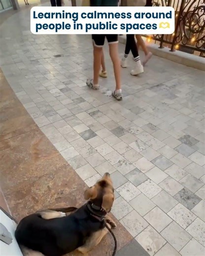 Rescue pup improves calmness in public! #germanshepherd #dogtraining #rescuedog