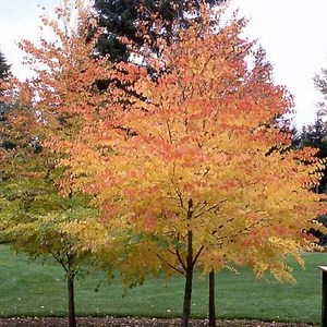 Cercidiphyllum japonicum - Alchetron, the free social encyclopedia