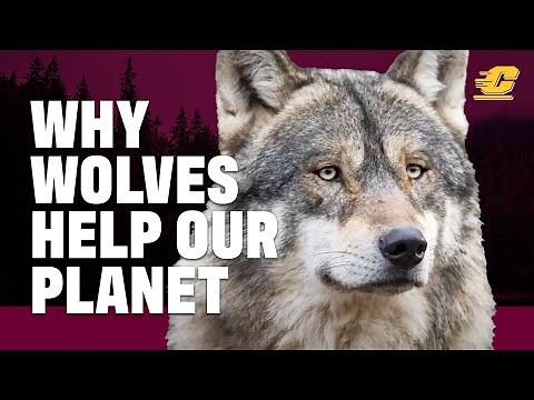 Why are wolves important to the ecosystem?