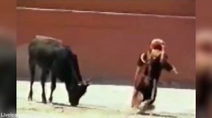 Disturbing moment a bull MOUNTS a female bullfighter