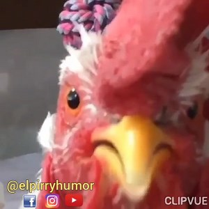 Paro Nacional de Gallinas 🐔🐔🐔 🚫💲1.800🥚🥚❌ 😁😆🤣 El pirry humor 😜 #humor_pastuso😊 #humor_sano😊 | El pirry humor