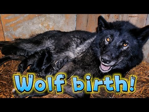 The birth of wolf puppies! #wolf #dog #squeak